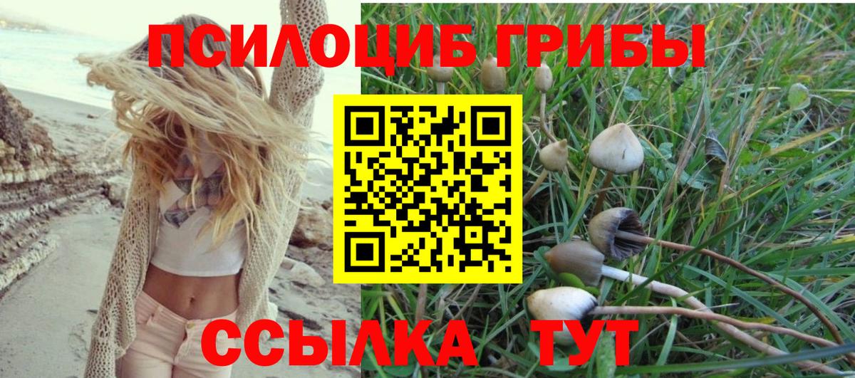 Псилоцибиновые грибы Psilocybine cubensis Тимашёвск